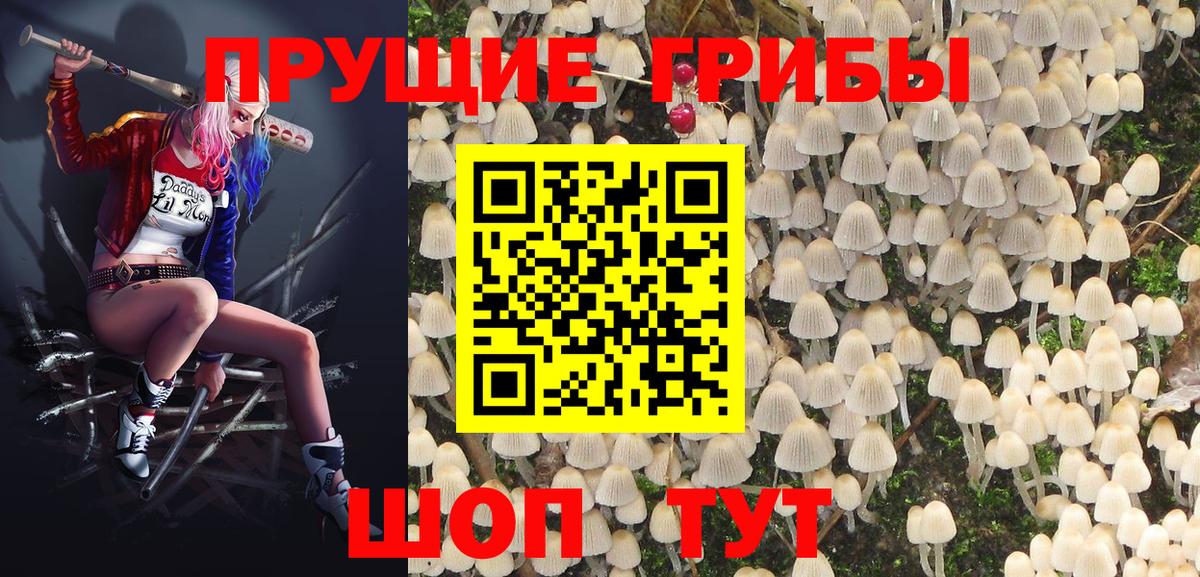 Галлюциногенные грибы Psilocybe Нововоронеж